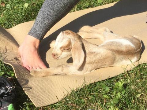 A tan baby goat laying on a yoga mat while someone not pictured is doing yoga.