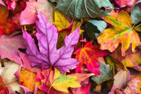carpet of colorful fall leaves on ground