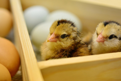 two brown and yellow chicks in wood nesting box with unhatched chicken eggs