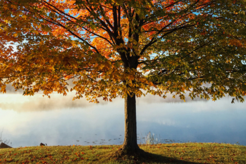 red and brown leafy tree at daytime