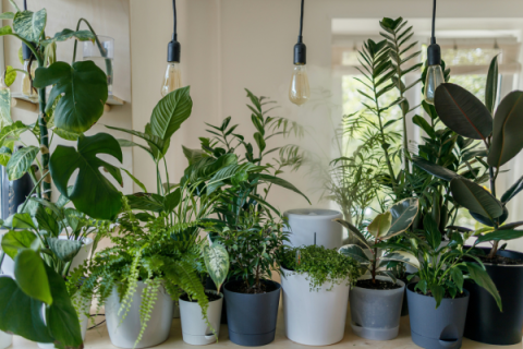 variety of potted houseplants lined up on a counter