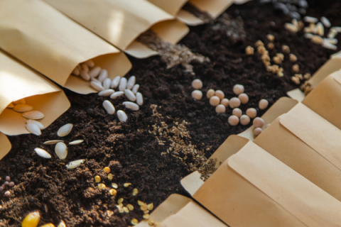 seeds in brown paper seed packets displayed on soil