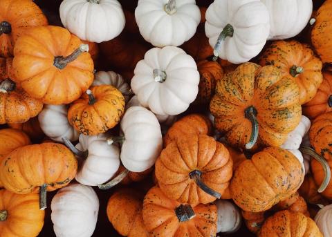 photo of a variety of white and orange mini pumpkins