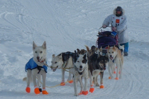 a team of sled dogs wearing bright orange snow boots pulling a sled driven by their musher through the snow