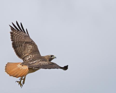 red tailed hawk in flight