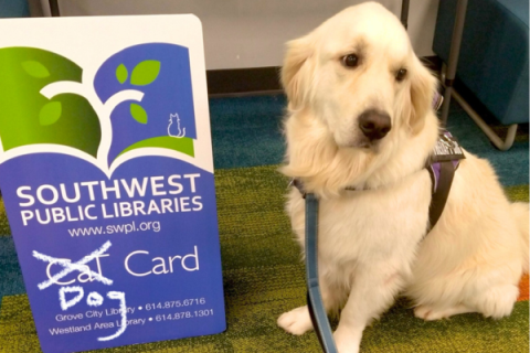 A white golden retriever poses with a jumbo SPL library card