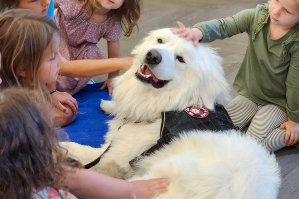 Therapy dog Bo, a Great Pyrenees, happily lays in the middle of a group of young children petting him