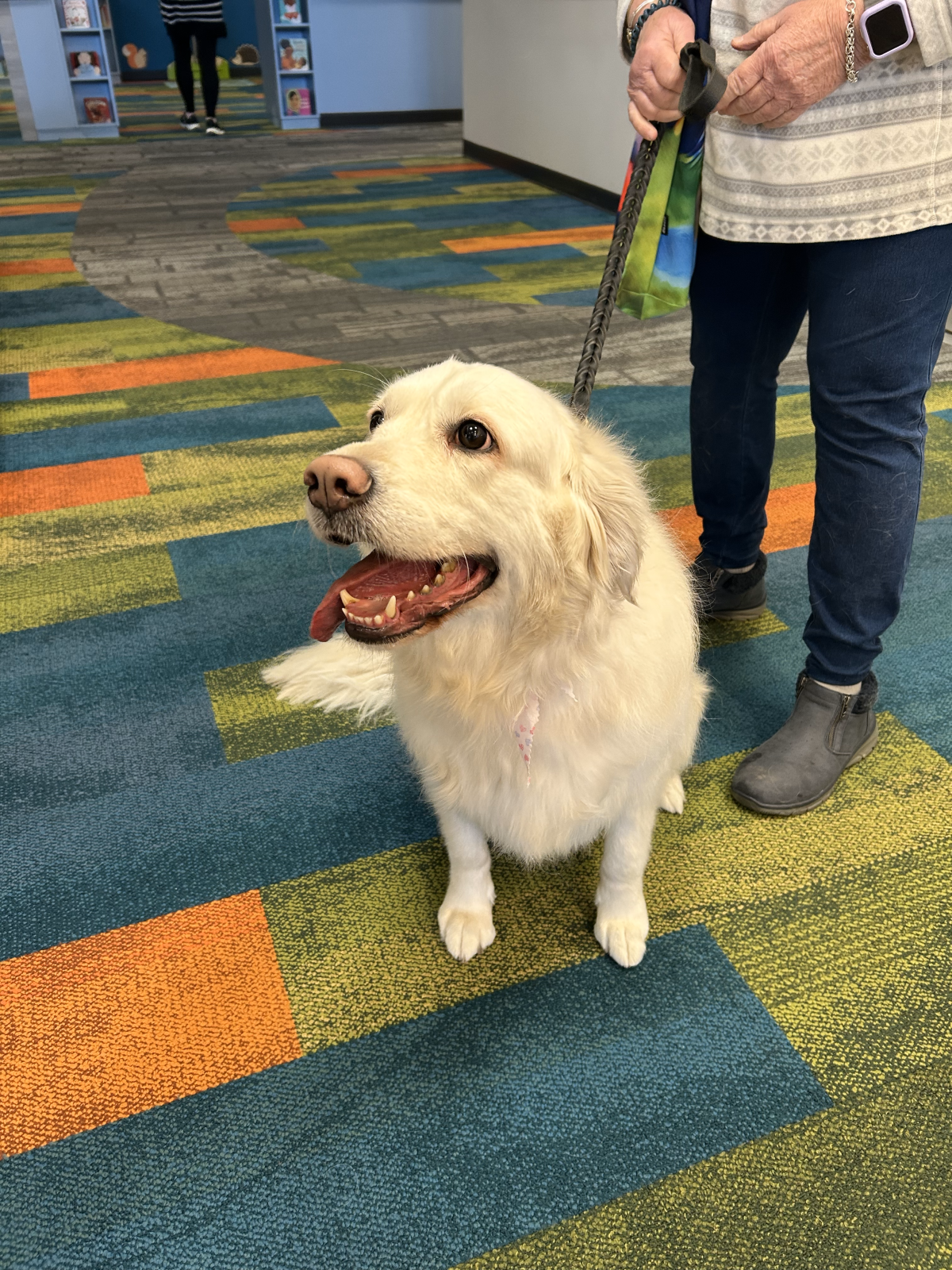 Poppy the Therapy Dog sits infront of the camera. She is a white golden retriever.