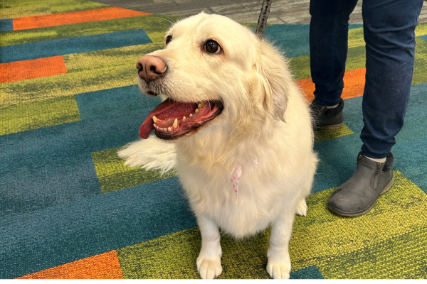 Poppy the Therapy Dog sits in front of the camera. She is a white golden retriever.