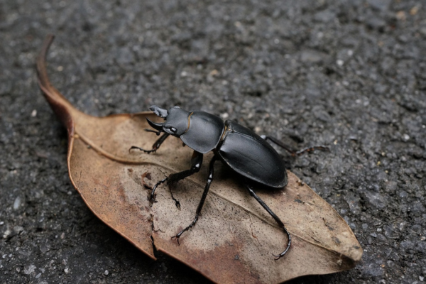 stag beetle on brown leaf